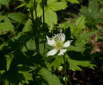 Tall thimbleweed